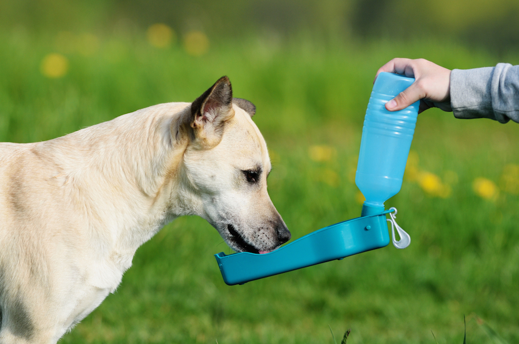 dog water bottle