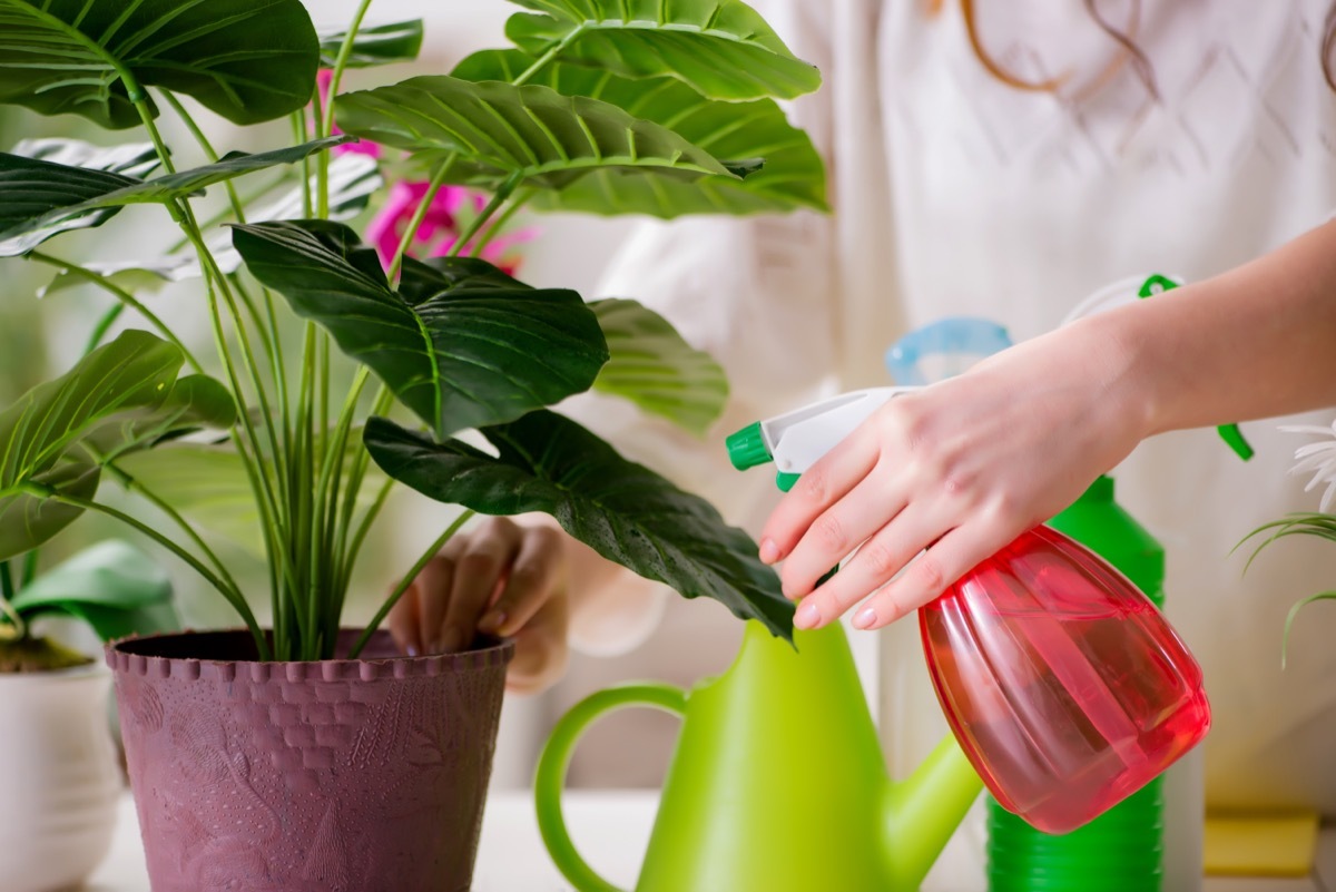 spraying houseplants