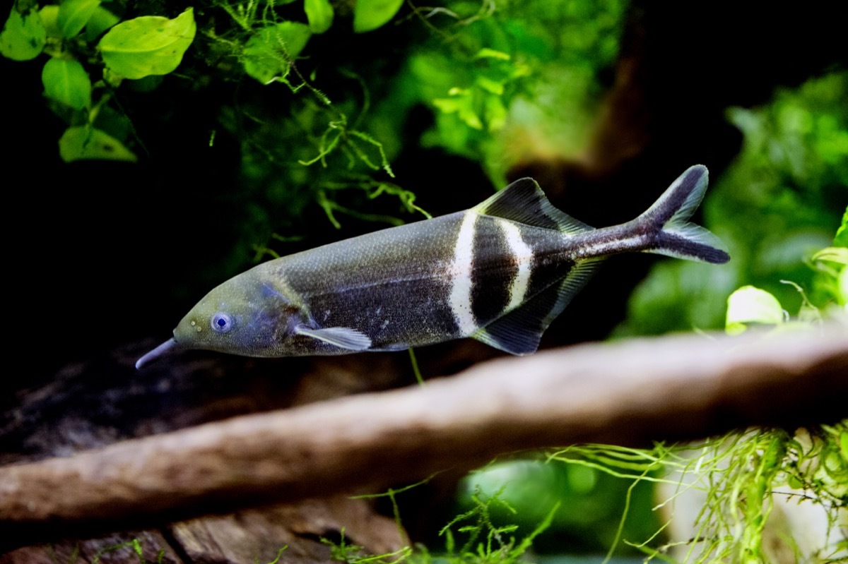 Gnathonemus petersii - Elephant nosed fish - Image