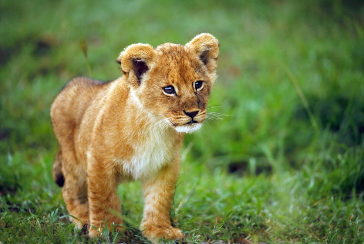 baby lion cub in the grass, dangerous baby animals