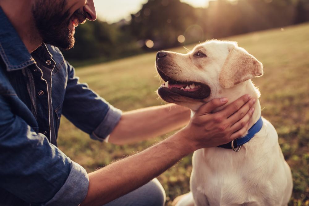 happy dog with owner, did you know facts