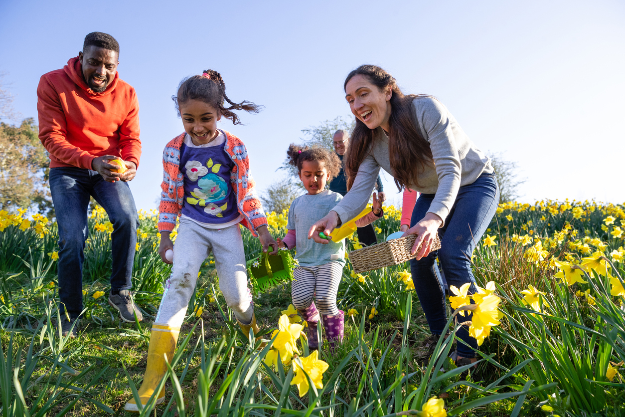 A multi-gen family walking through a field of daffodil flowers in Hexham, Northumberland. They are searching for eggs on an Easter egg hunt, they are holding their baskets to collect the eggs.