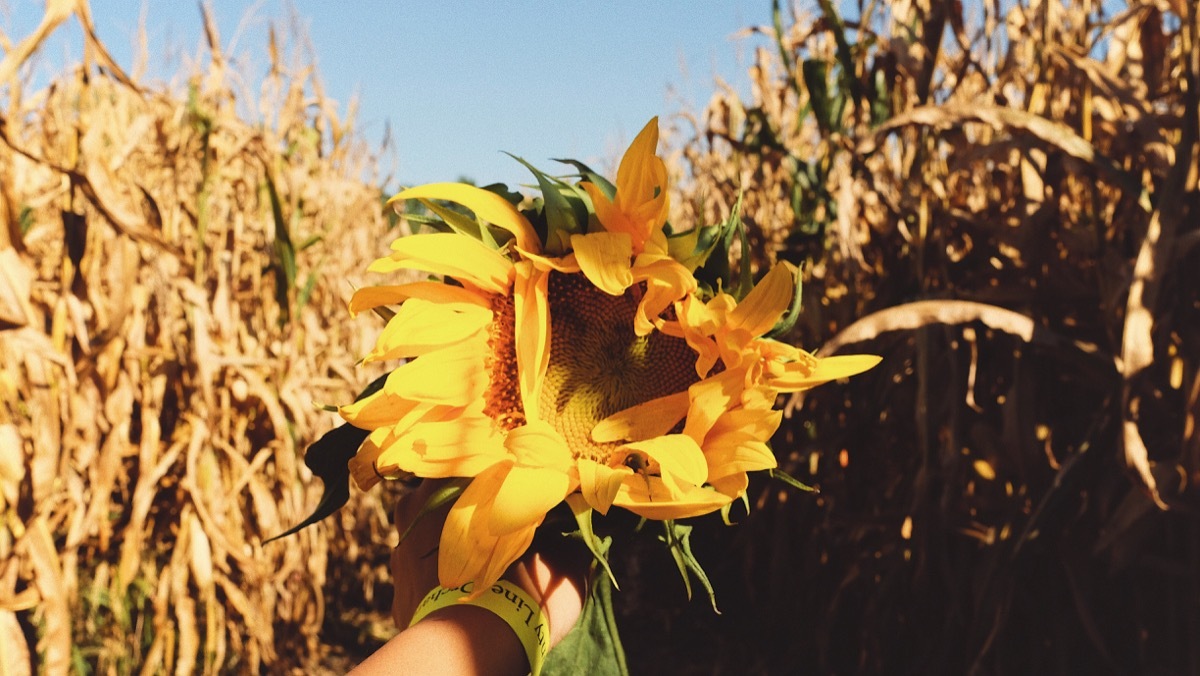 county line orchard, hobart, US, sunflowers