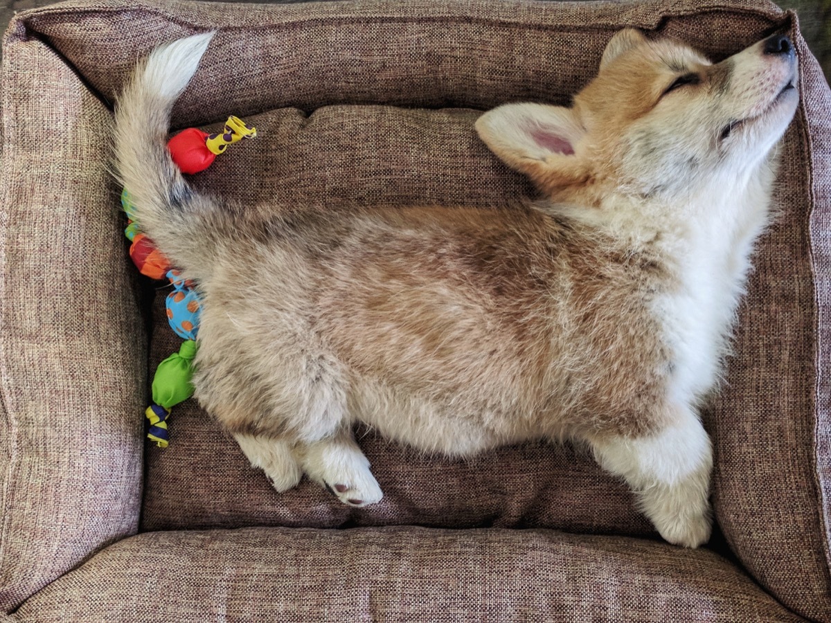 sleeping corgi in dog bed photos of snoozing dogs