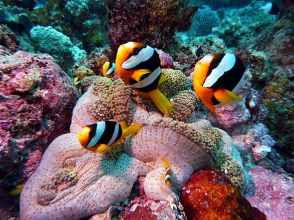 the-most-stunning-coral-reefs-you-definitely-need-to-visit-01