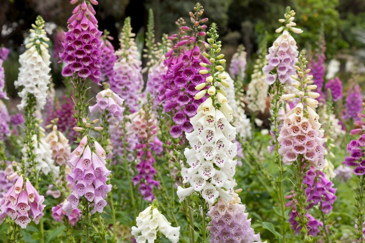 foxglove flowers