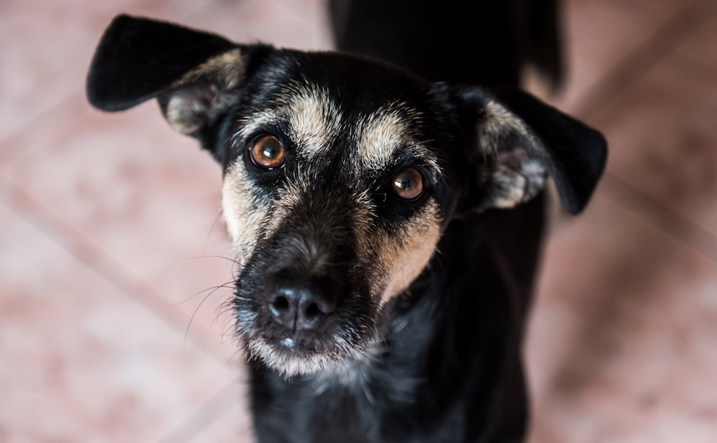 sad dog, signs your dog is miserable