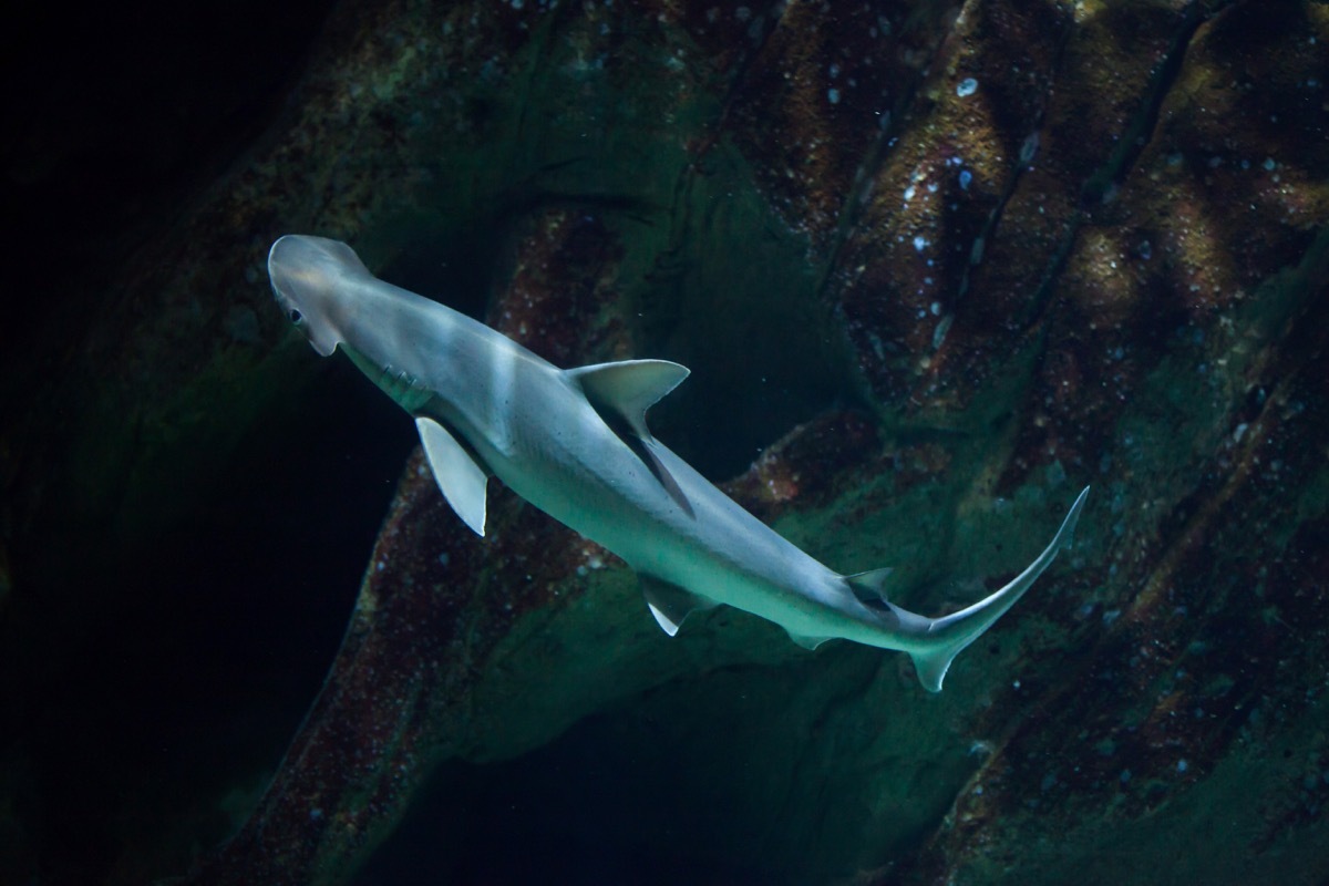 Bonnethead shark