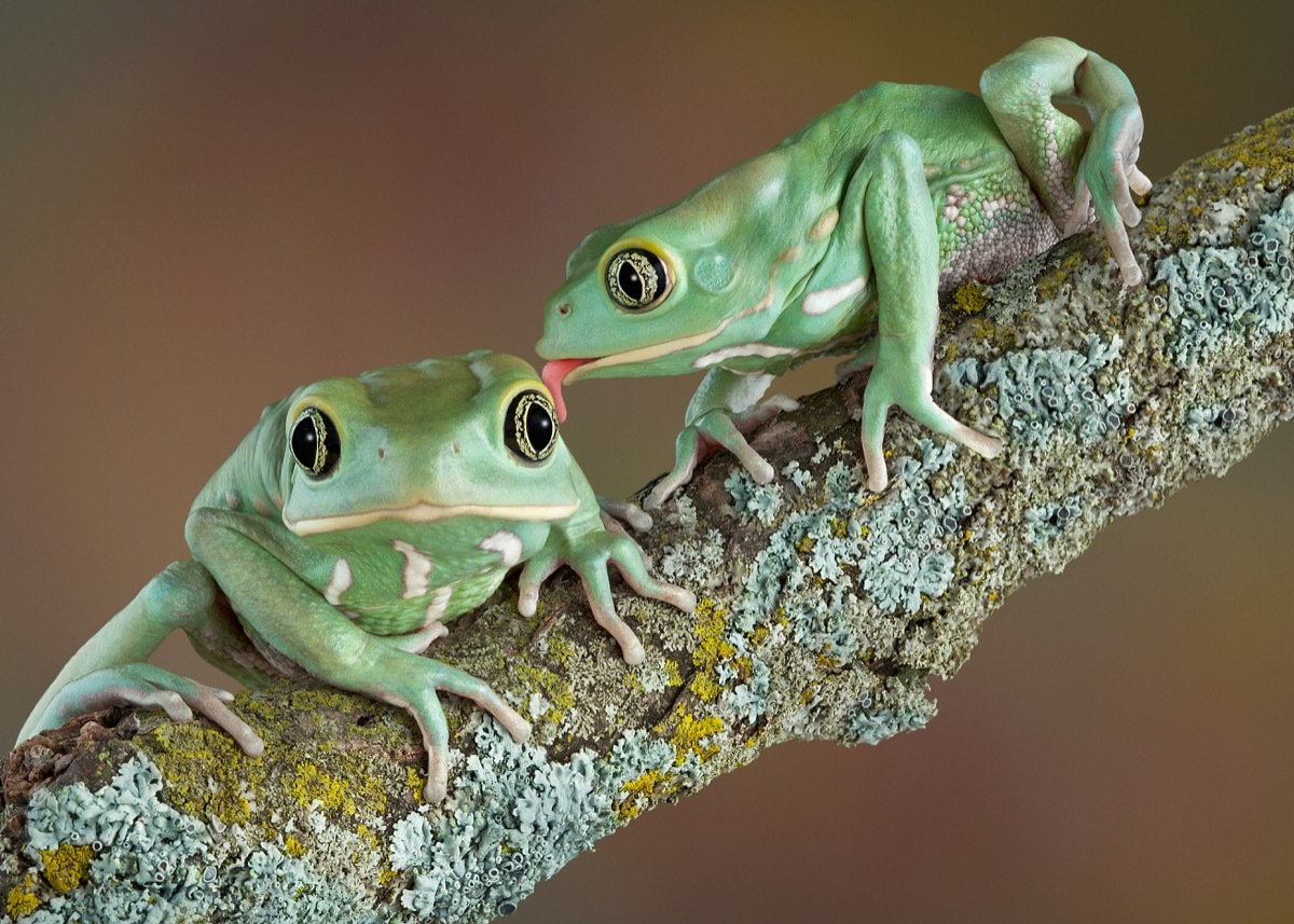 waxy tree frogs kissing animals in love