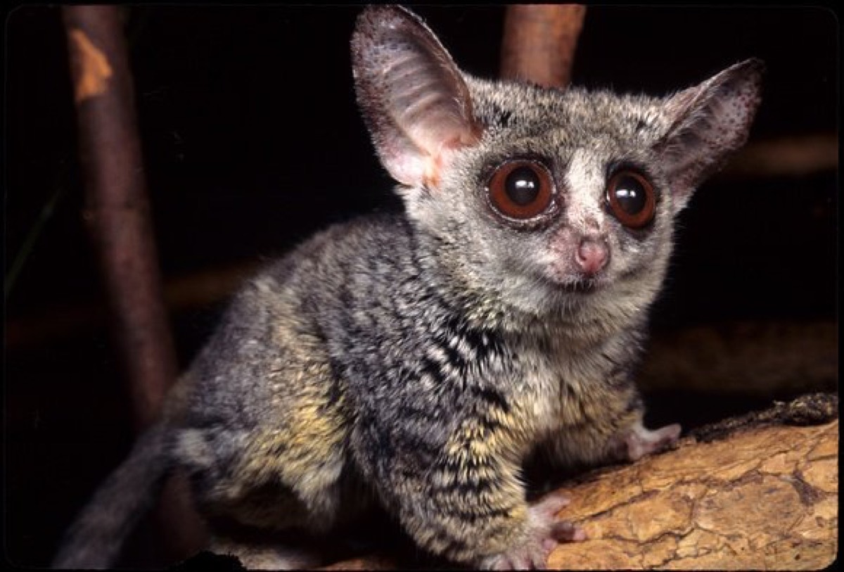 Rondo Dwarf Galago