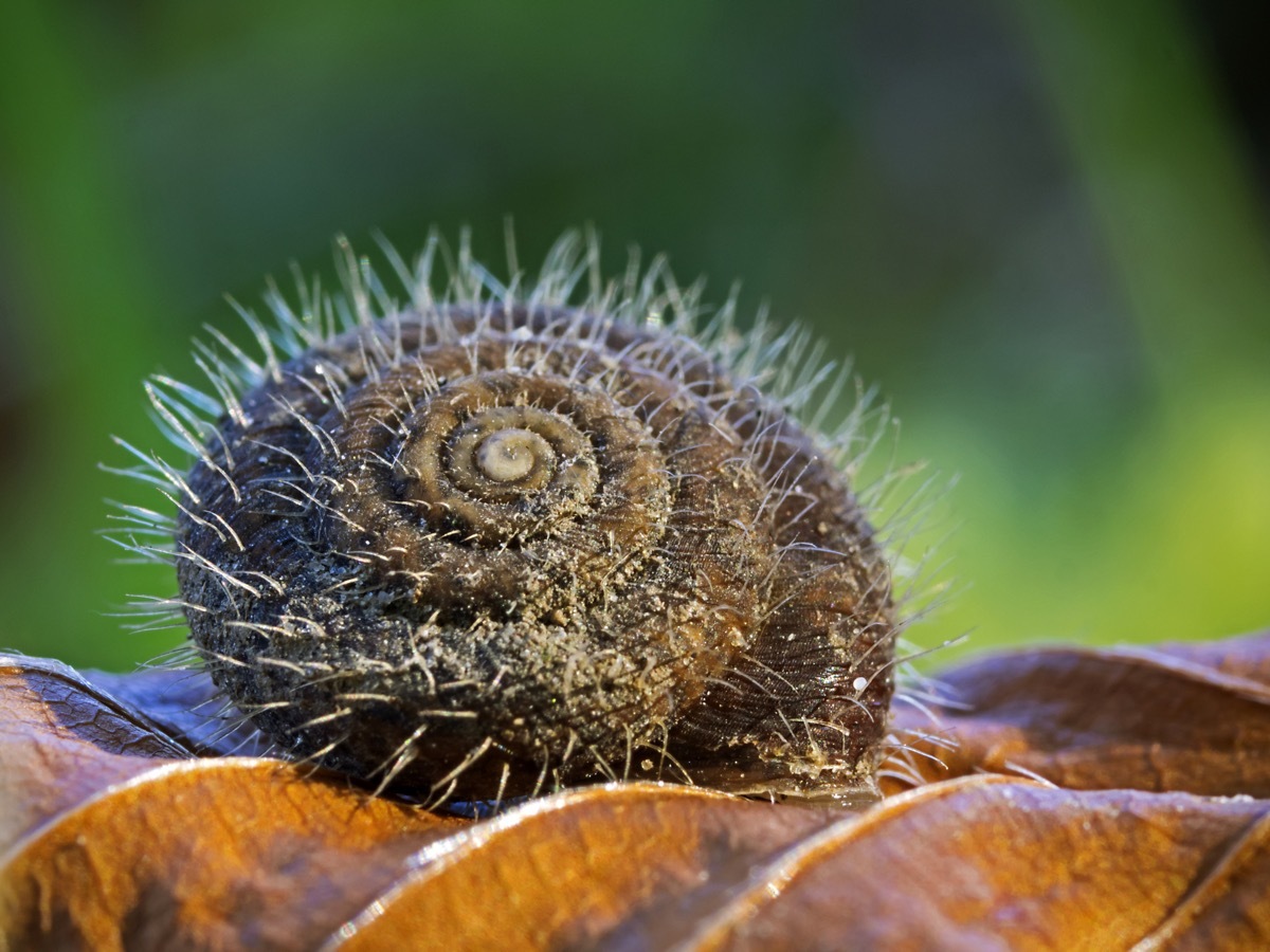 Snail with a hairy shell