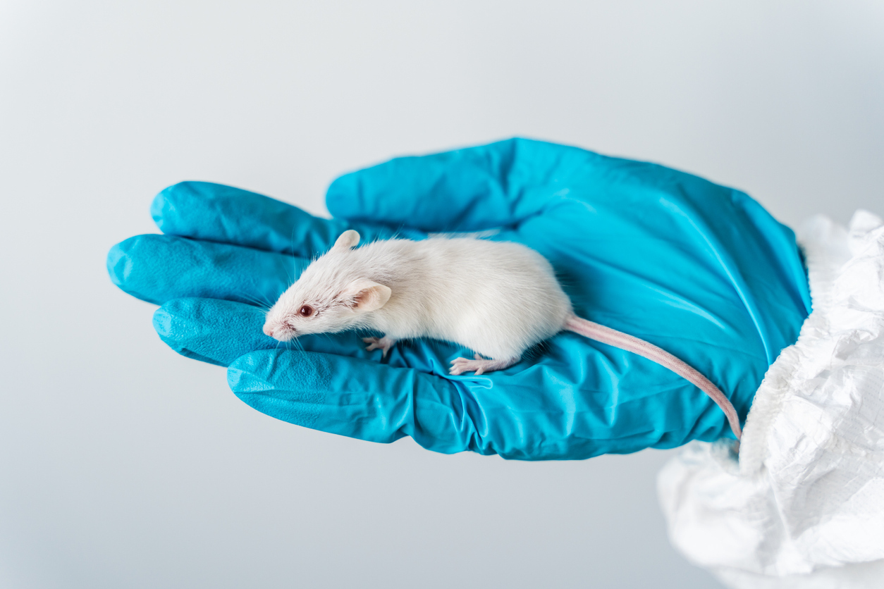 Scientist holding a white mouse. 