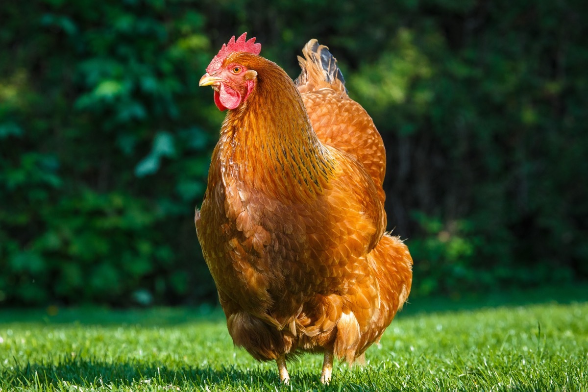 New Hampshire red poultry hen