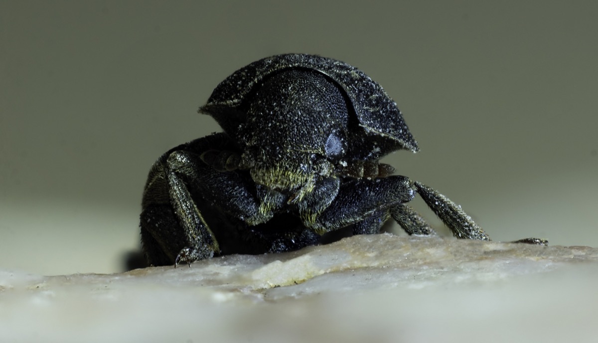 mountain pine beetle dangerous bugs in america