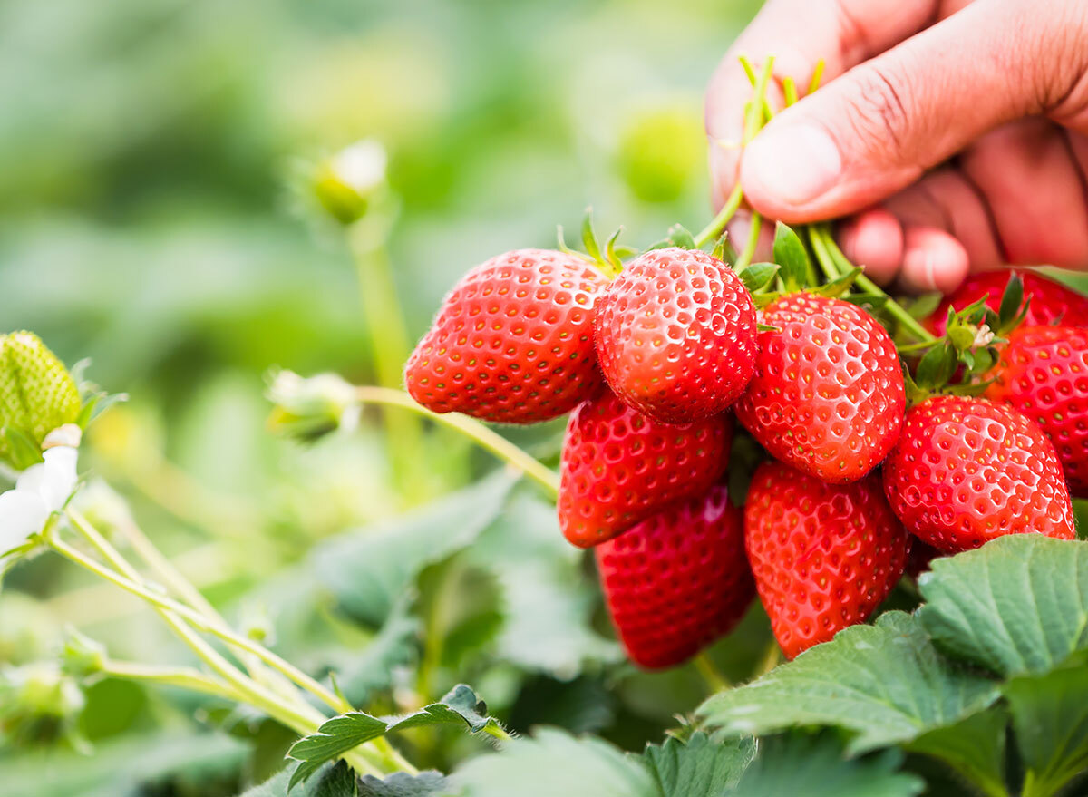 fresh strawberries outside