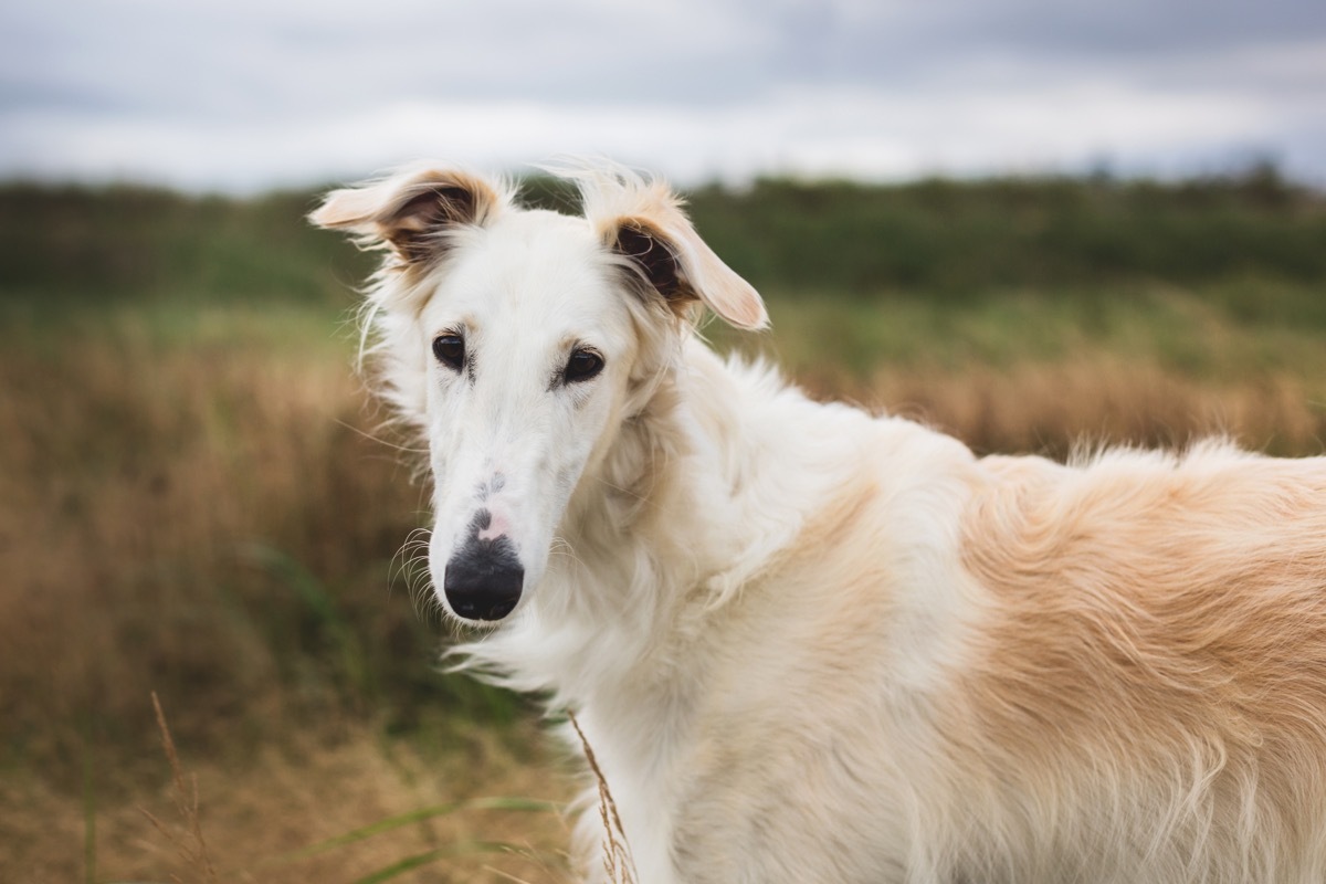 Portrait of young and happy russian borzoi dog in the field. Close-up image of elegant dog breed russian wolfhound in the meadow - Image