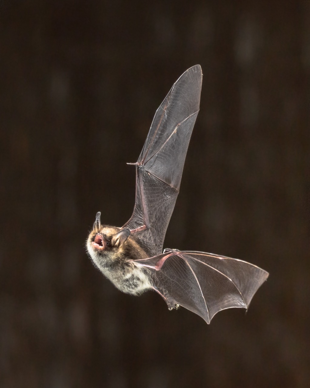 Vampire Bat Facts about Life