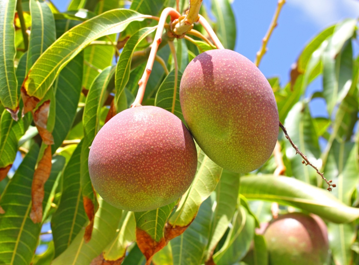 Mango tree