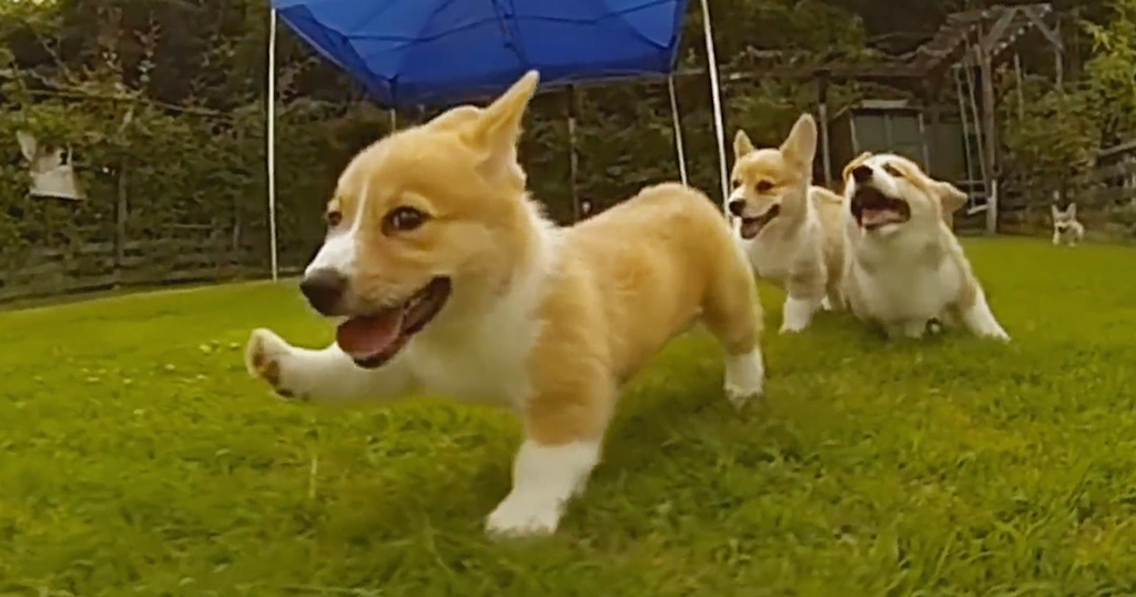 corgi run