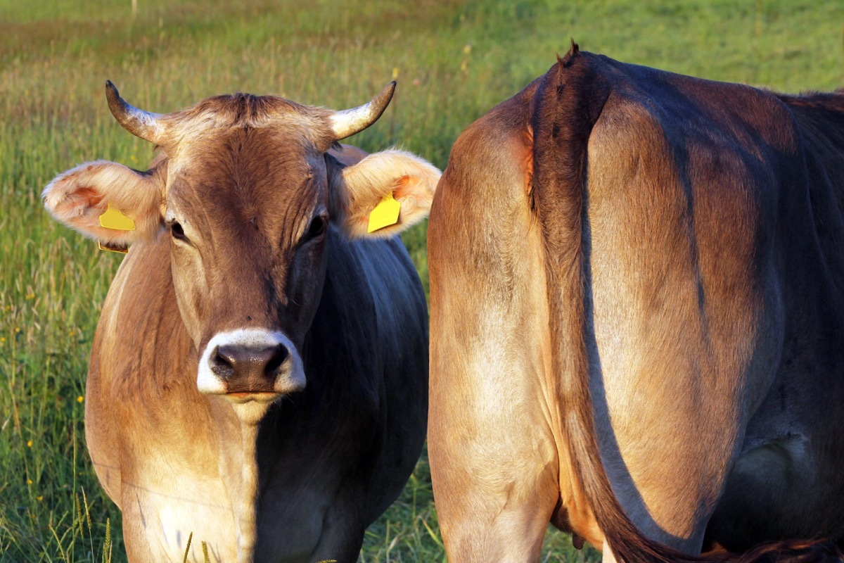 two cows in a grass field