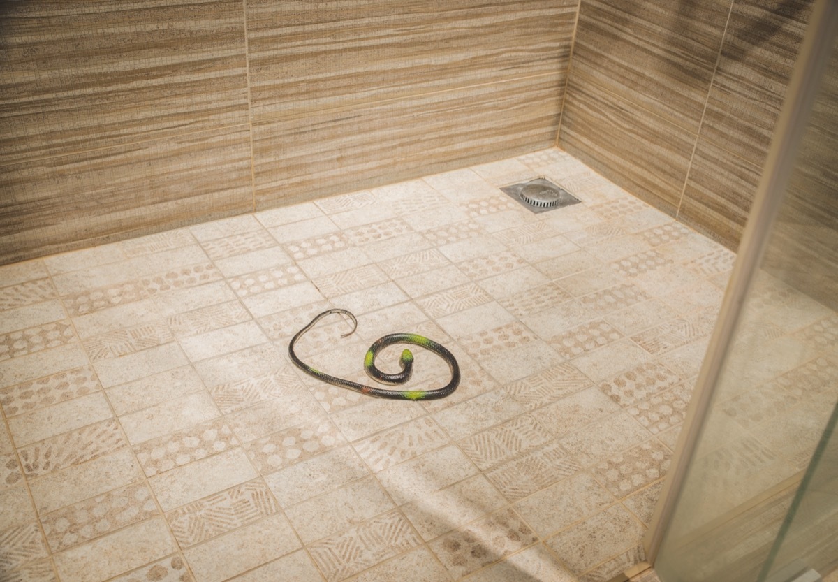 Snake on Shower Floor