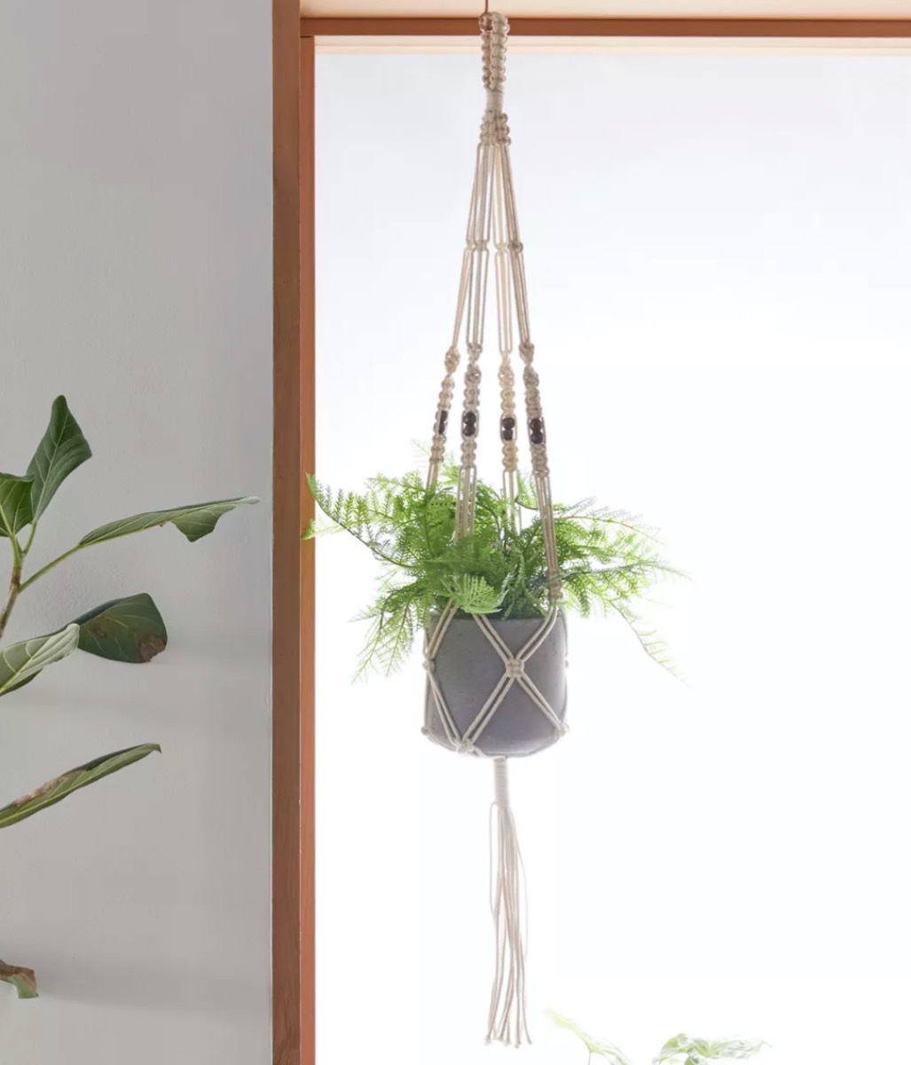 plant in macrame plant hanger