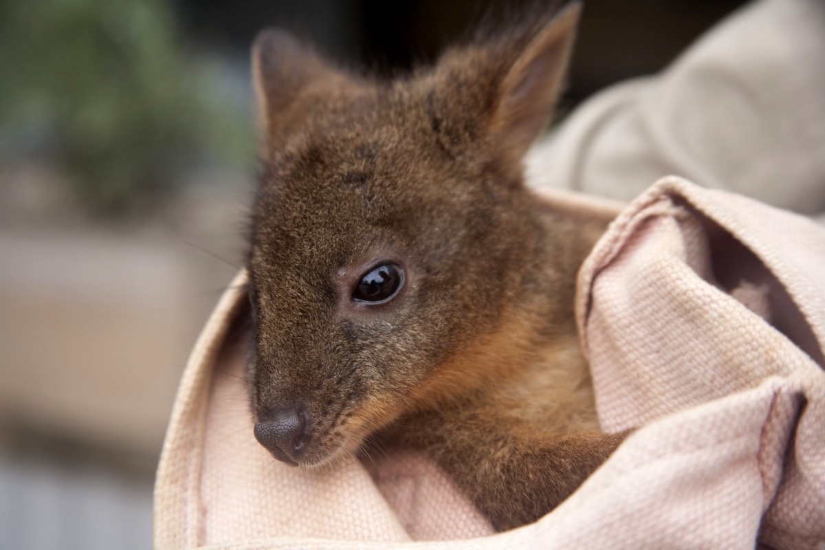 baby kangaroo or joey in a pink blanket, dangerous baby animals