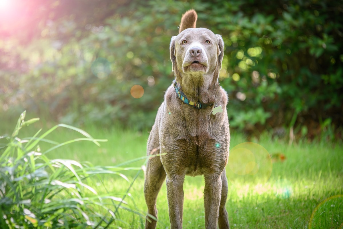 A male silver Labrador Retriever takes a protective stance.