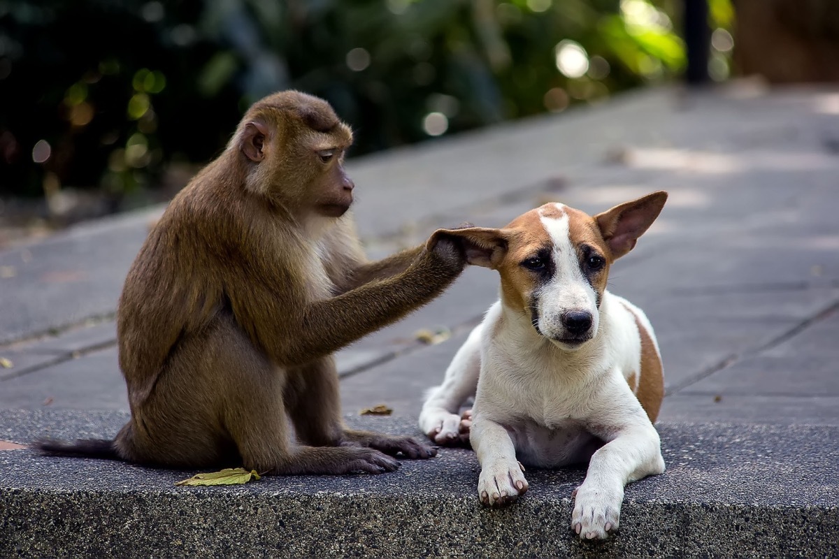 monkey touching dogs ear