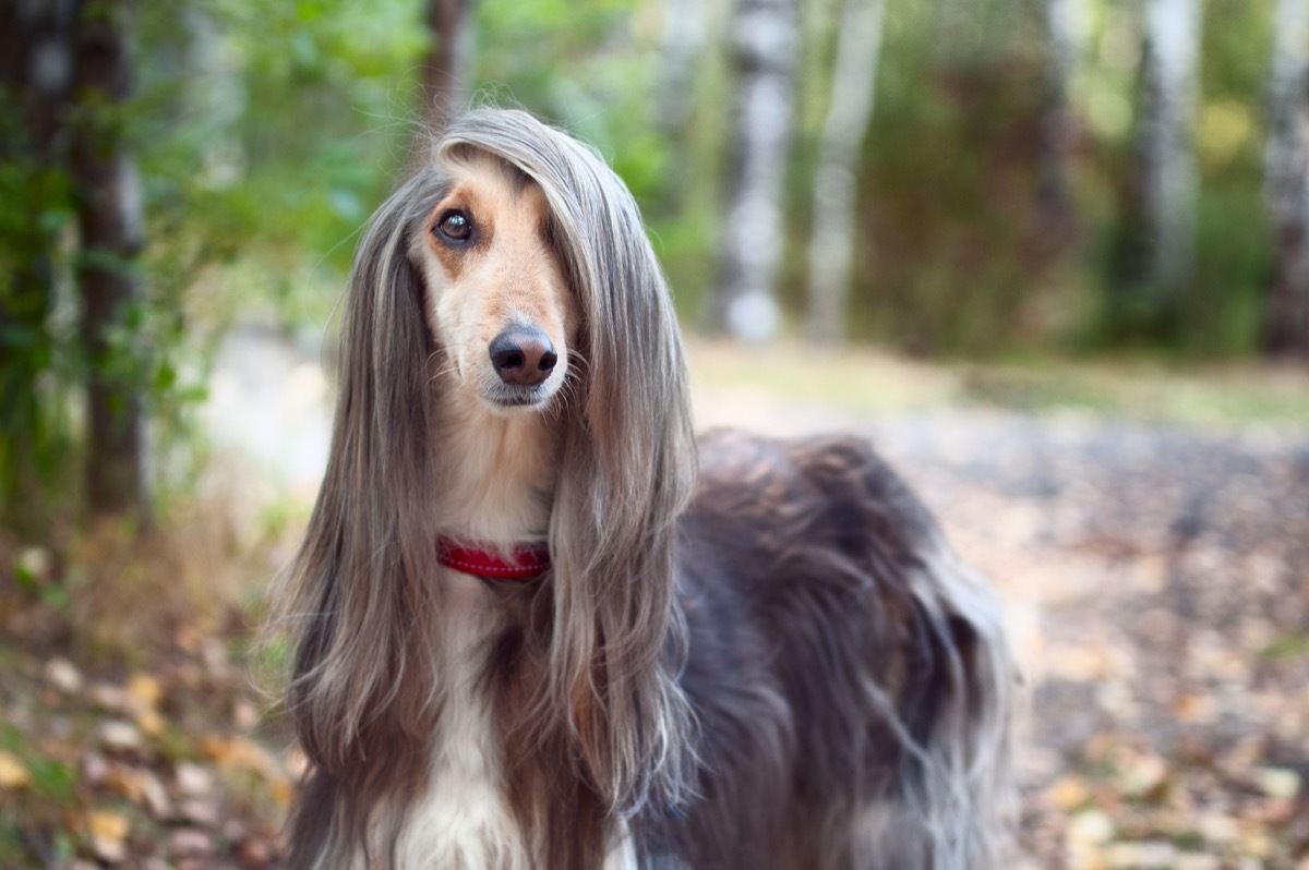 Smart dog Afghan hound with ideal data stands in the autumn forest and looks into the camera. A long bang closes her one eye. 