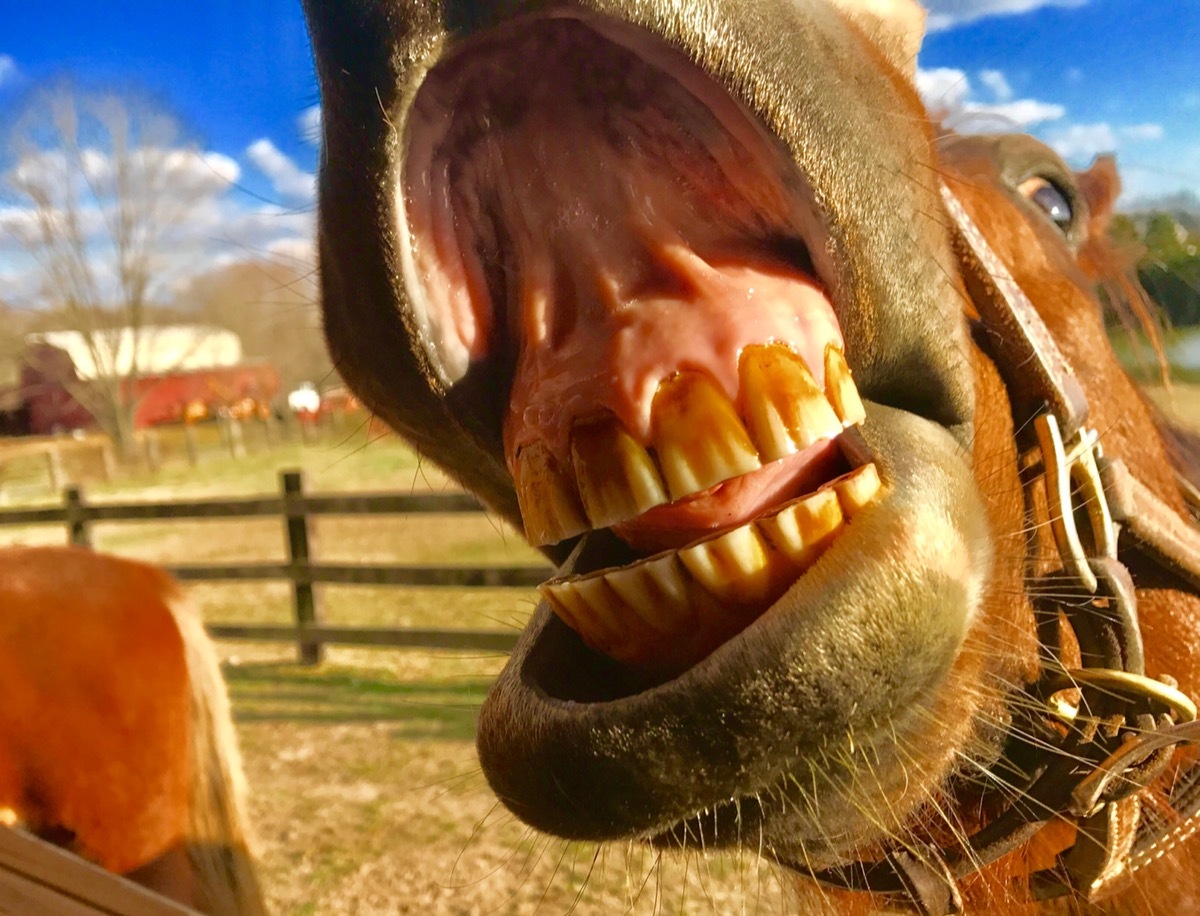 closeup of a horse's mouth