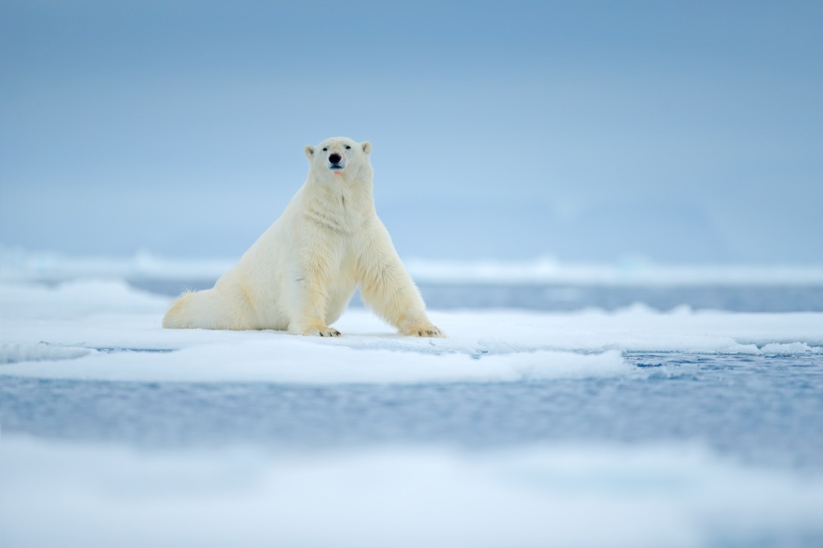 Polar bear on ice