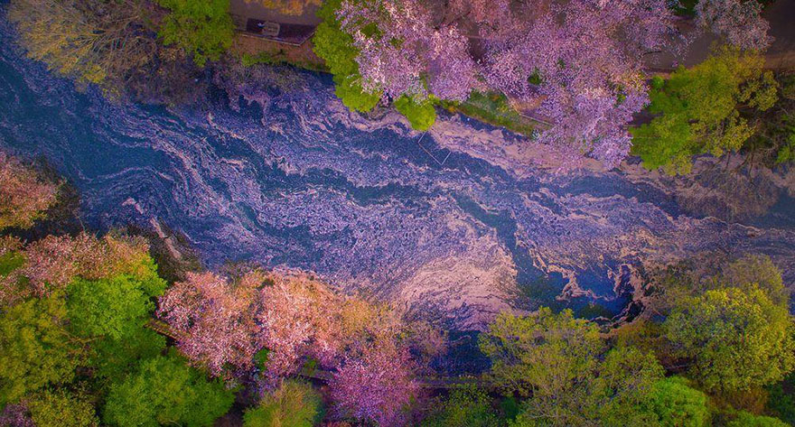 these-photos-of-japanese-cherry-blossoms-are-out-of-this-world-05