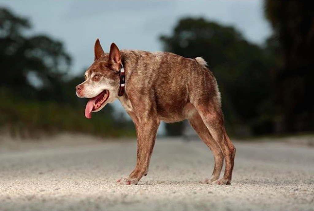 world's ugliest dog