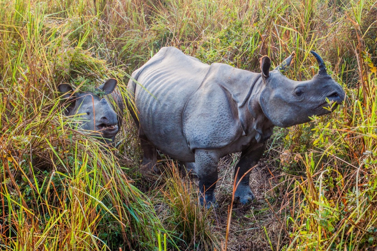 indian rhinoceros in Kaziranga national park, animals facts