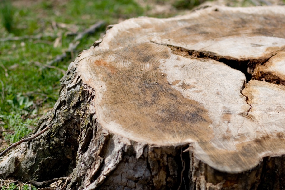 up close of tree stump from recently cut tree