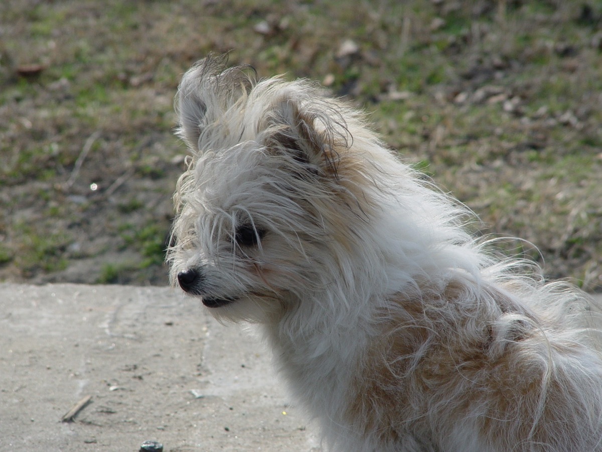 terrier mix white dog