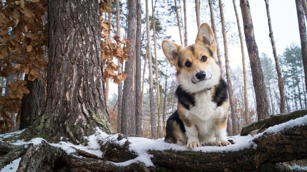 royal corgis