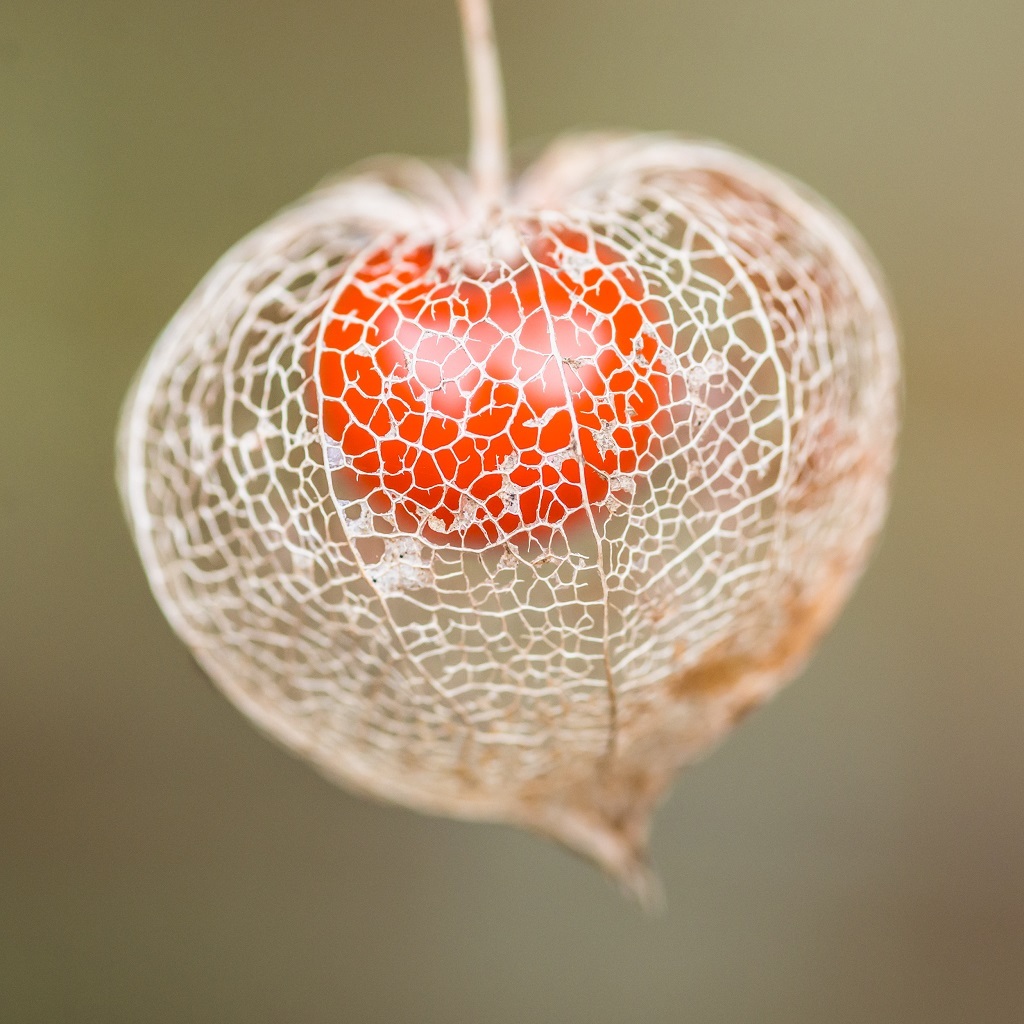 Chinese Lantern Plant terrifying plants