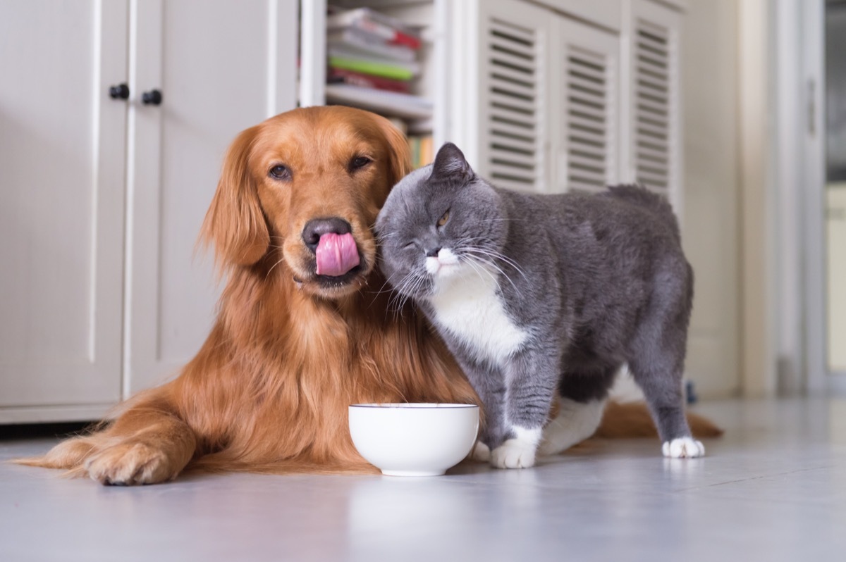 domestic cat and dog cuddling