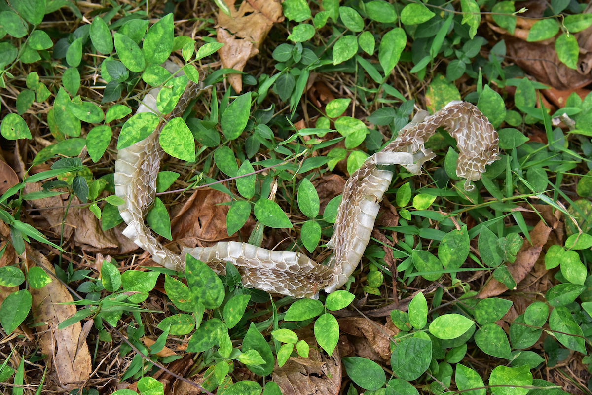 Moulted skin of a snake among grass and dry leaves, top down composition.