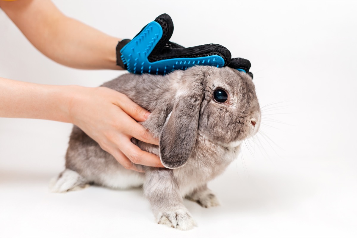 Rabbit Being Brushed