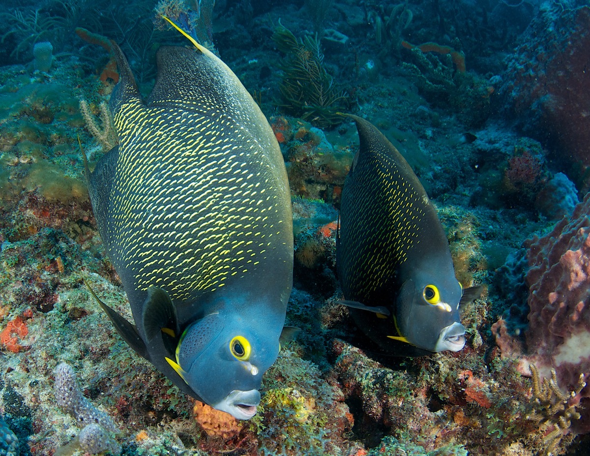 A French angelfish pair swimming in the ocean