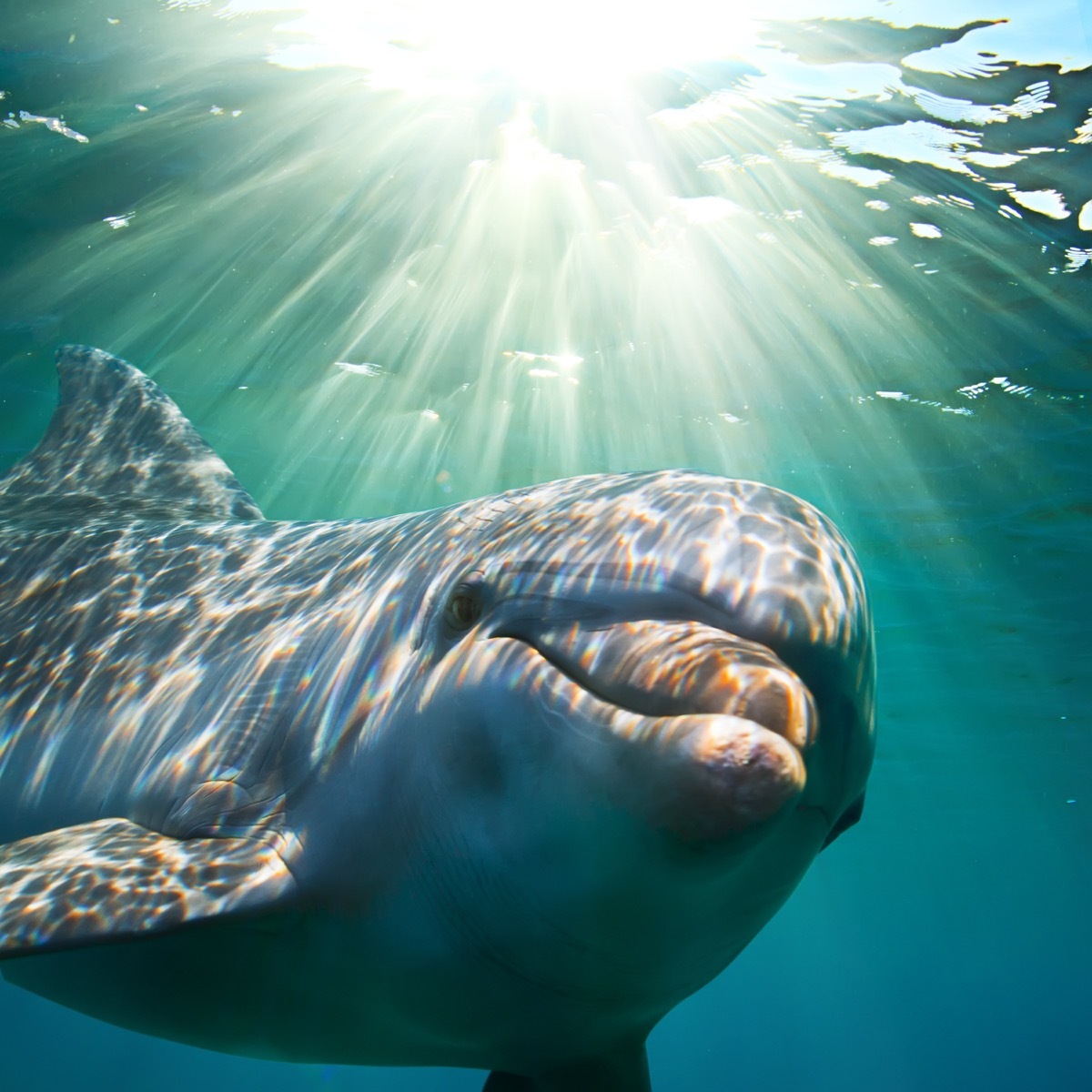 dolphin swimming in the water, dangerous animals