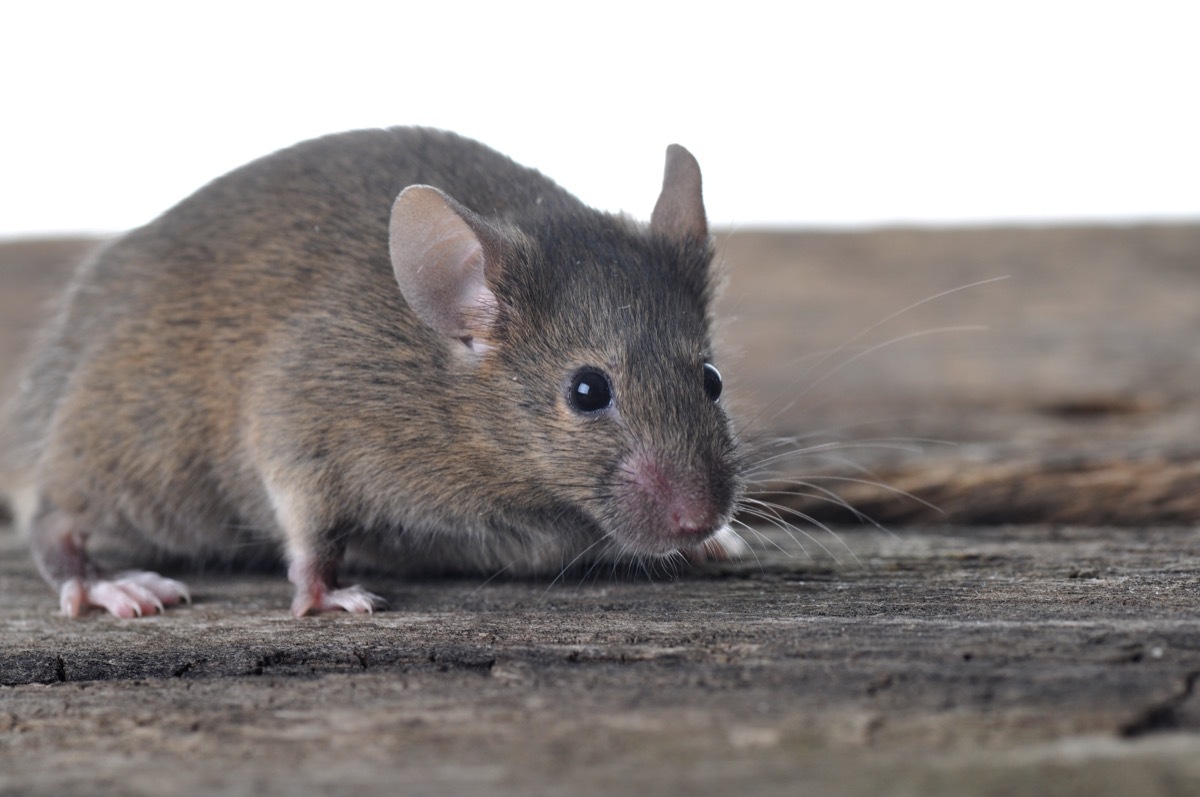 Brown mouse on wooden table isolated on white background