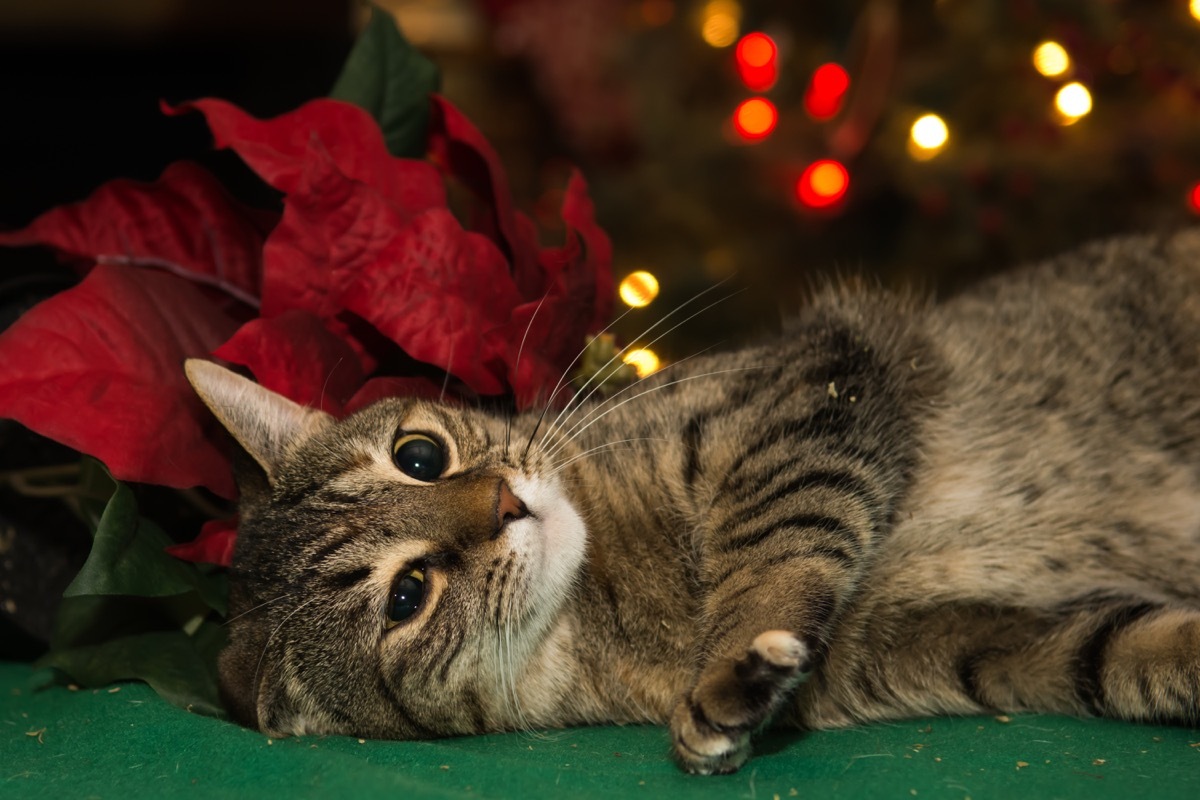 cat playing with poinsetta