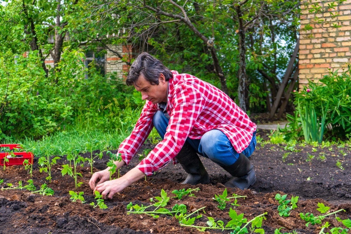 Older Man Gardening