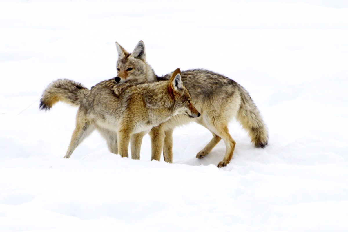 Coyote couple cuddling