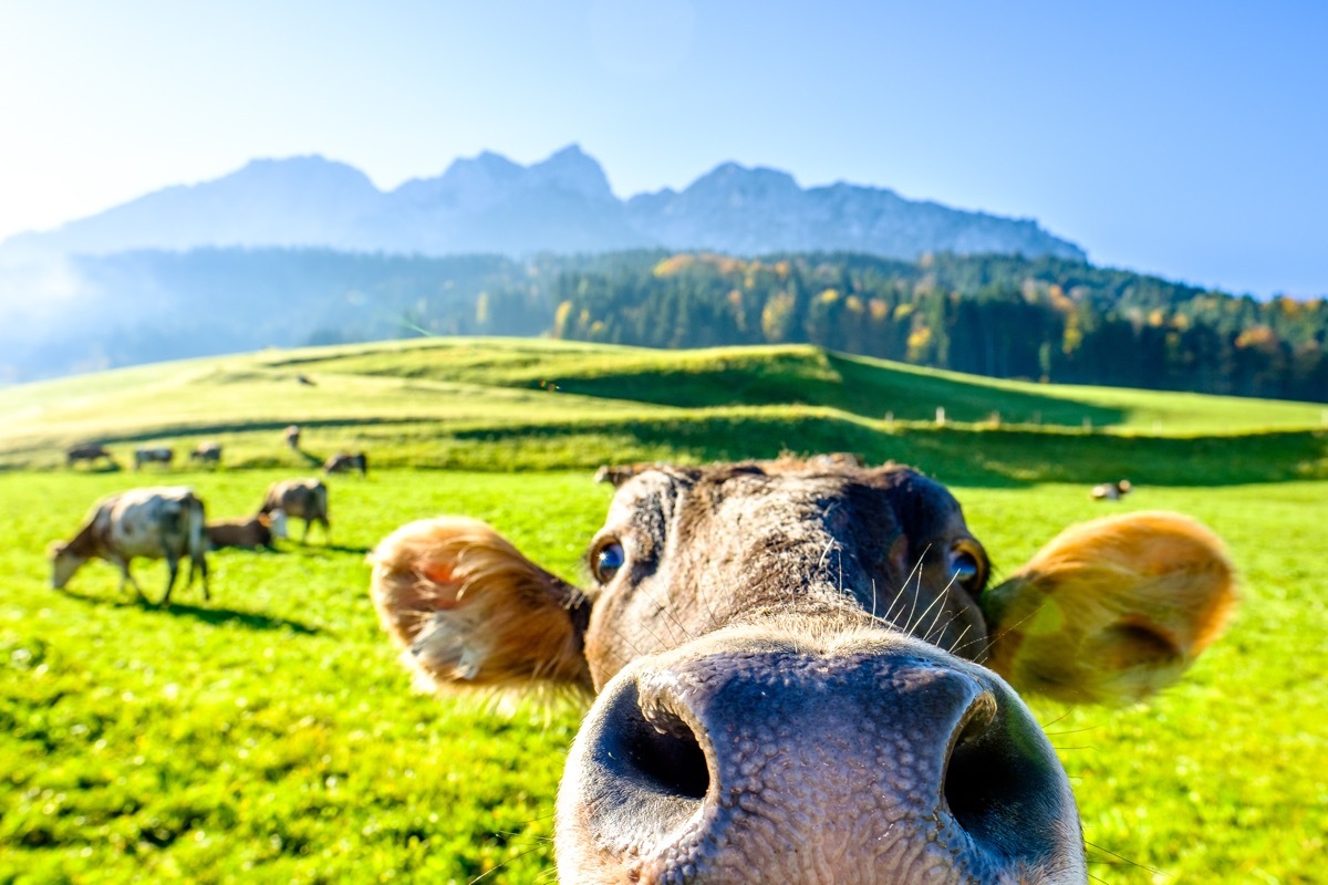 cow up close to the camera, can't reach, cow photos