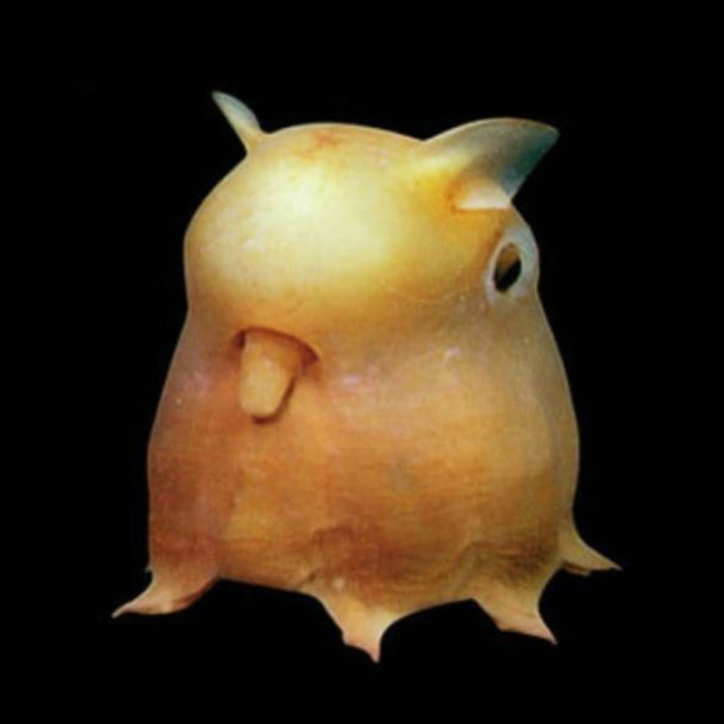 dumbo octopus